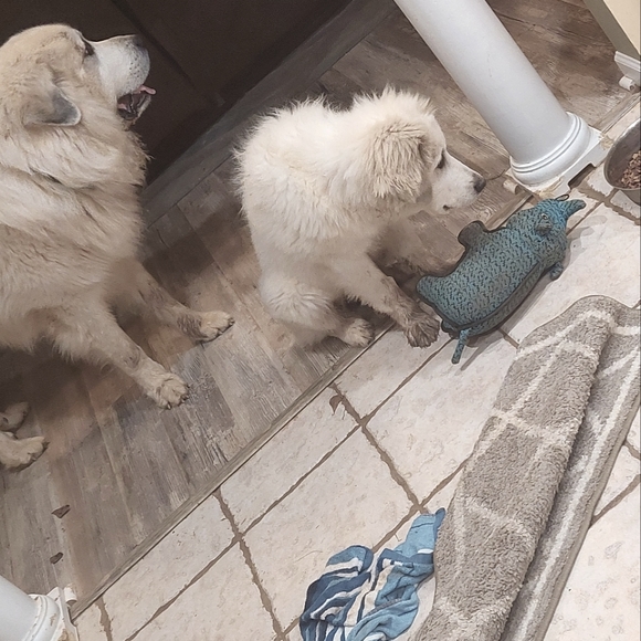 RITZY BITZ - Picture 13 of 15